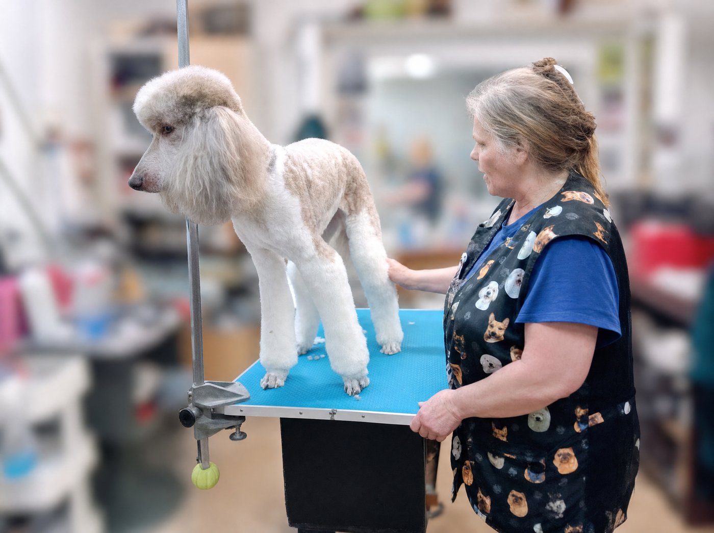 Freshly groomed poodle