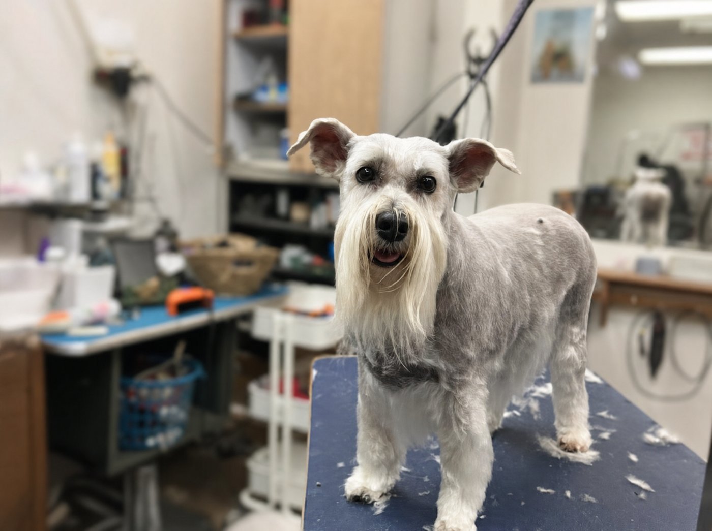 Clean, happy schnauzer