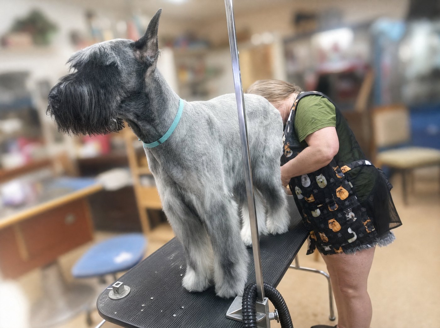 Freshly groomed schnauzer